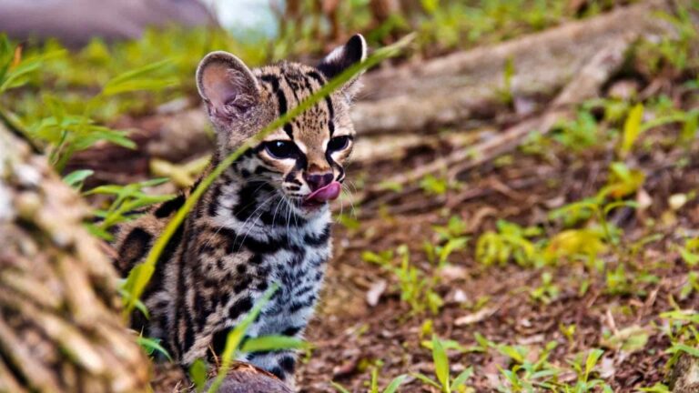 felinos silvestres de Panamá y su importancia ecológica