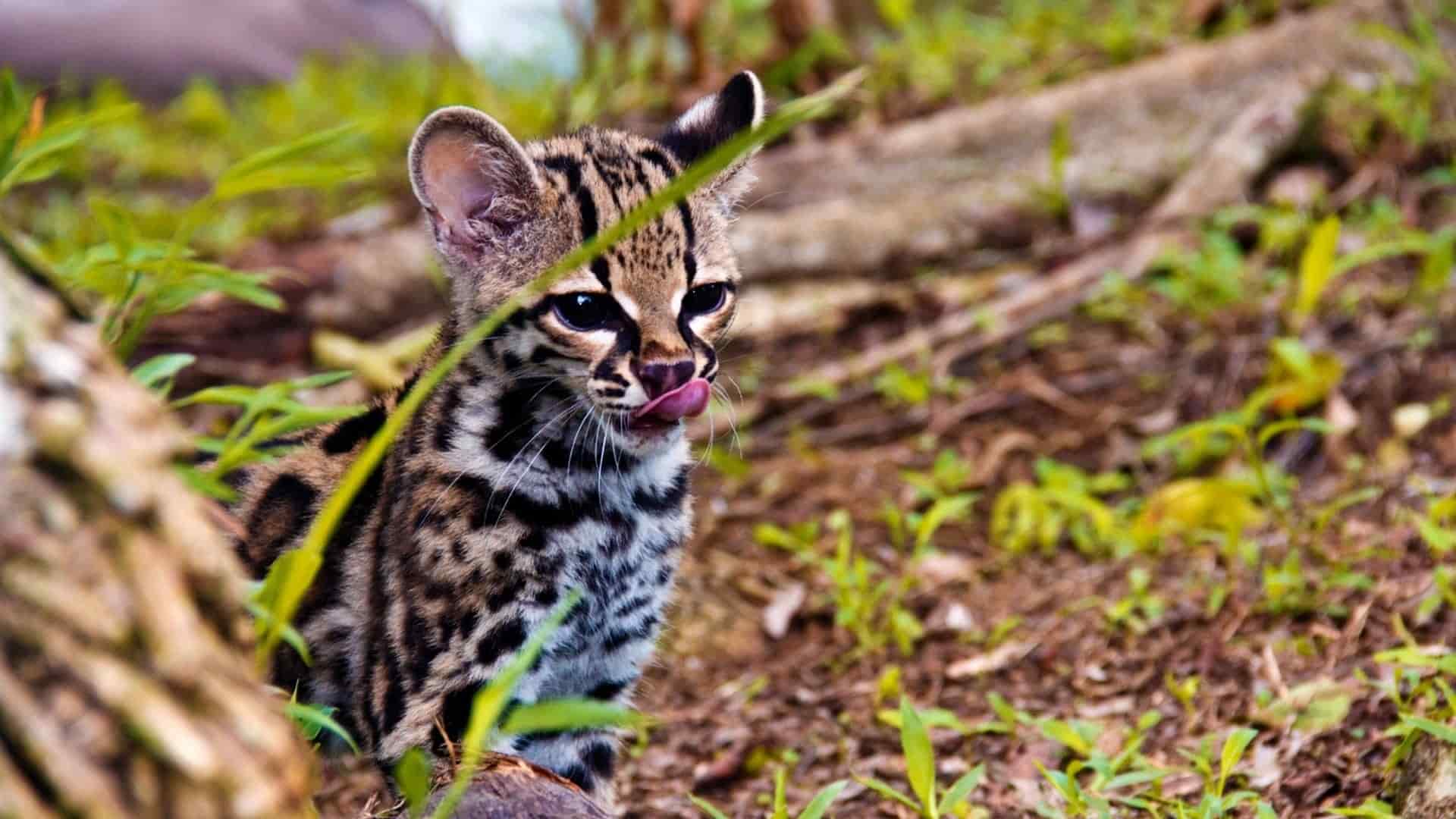 felinos silvestres de Panamá y su importancia ecológica