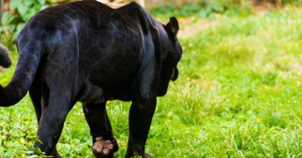 felinos silvestres de Panamá y su importancia ecológica