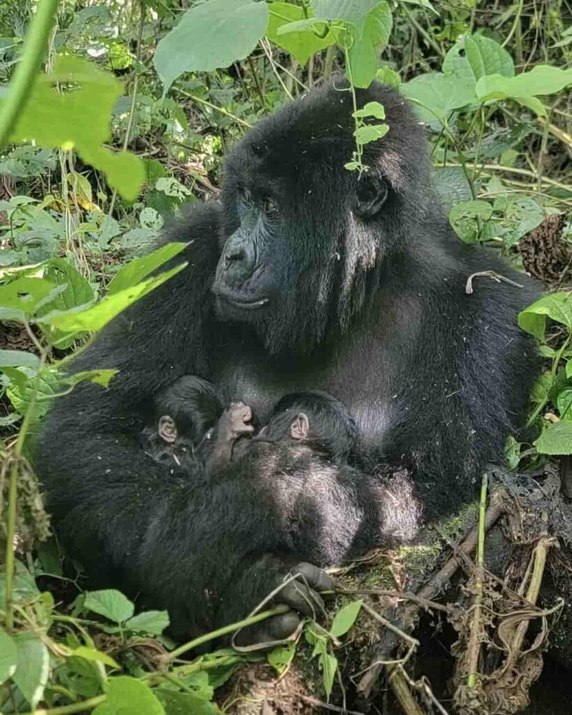Gemelos en Virunga: la esperanza que nació en la selva 3 nacimiento de gorilas de montaña gemelos en Virunga
