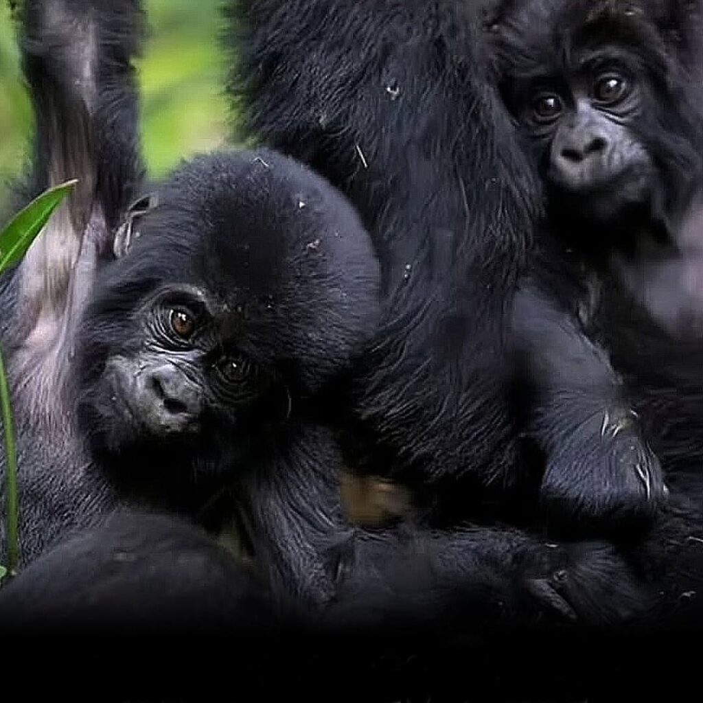 Gemelos en Virunga: la esperanza que nació en la selva 5 nacimiento de gorilas de montana gemelos en Virunga