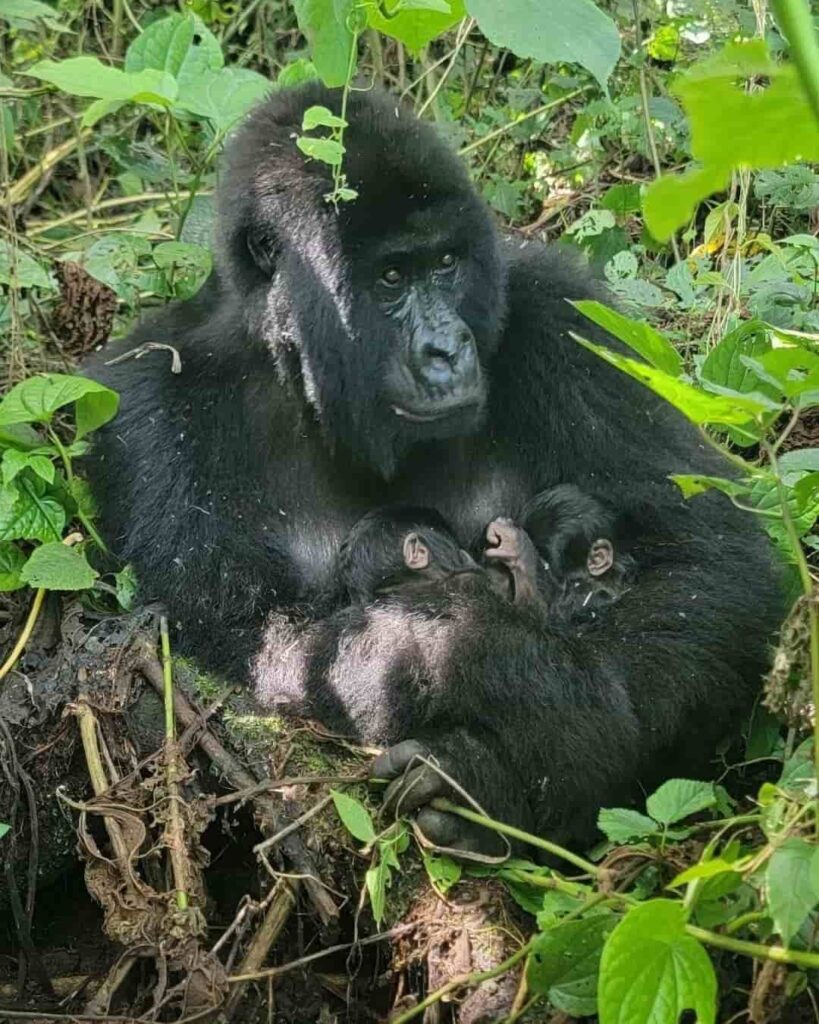 Gemelos en Virunga: la esperanza que nació en la selva 2 nacimiento de gorilas de montaña gemelos en Virunga