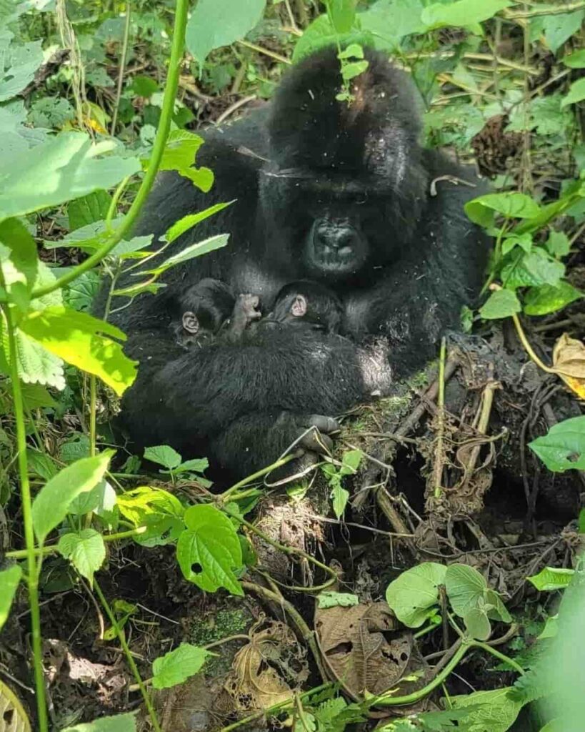 Gemelos en Virunga: la esperanza que nació en la selva 4 nacimiento de gorilas de montaña gemelos en Virunga
