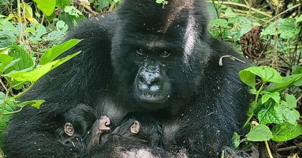 Gemelos en Virunga: la esperanza que nació en la selva 1 nacimiento de gorilas de montaña gemelos en Virunga