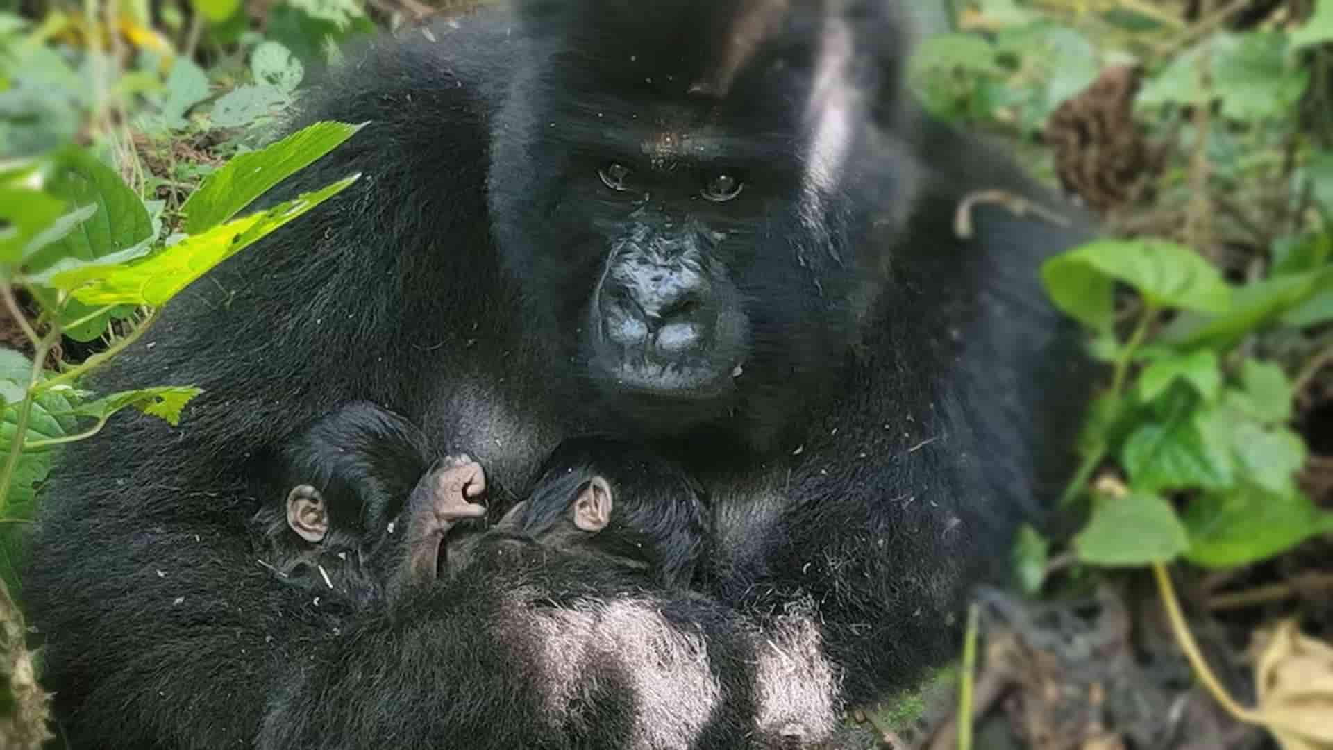 nacimiento de gorilas de montaña gemelos en Virunga