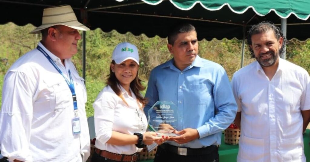 Idiap lanza tomates panameños más productivos y resilientes 5 nuevas variedades de tomate adaptadas al clima de Panamá