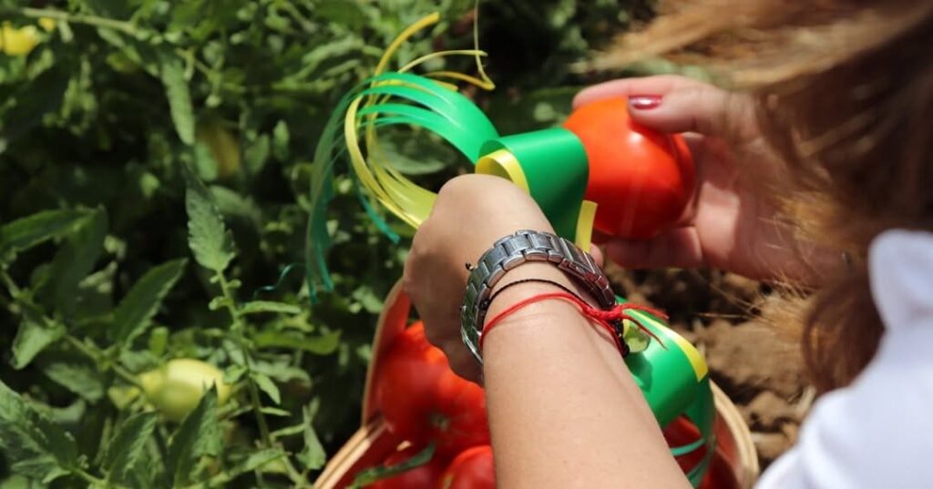 Idiap lanza tomates panameños más productivos y resilientes 6 nuevas variedades de tomate adaptadas al clima de Panamá