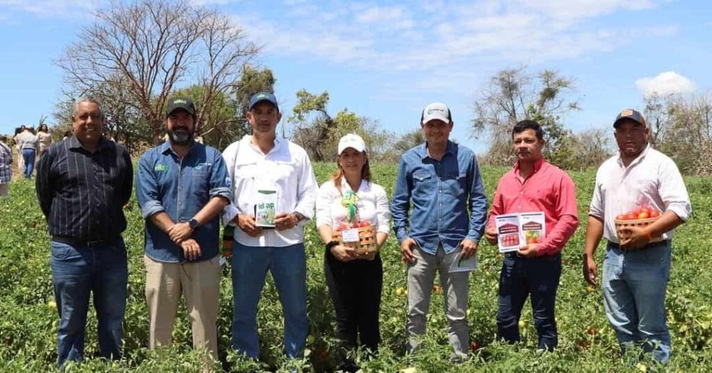 Idiap lanza tomates panameños más productivos y resilientes 7 nuevas variedades de tomate adaptadas al clima de Panamá