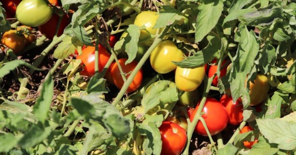 Idiap lanza tomates panameños más productivos y resilientes 1 nuevas variedades de tomate adaptadas al clima de Panamá