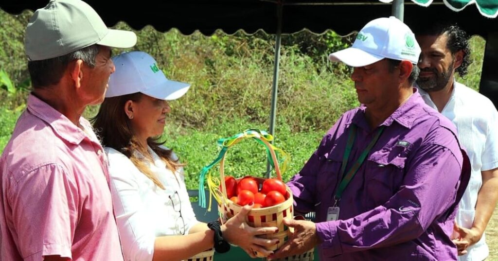 Idiap lanza tomates panameños más productivos y resilientes 2 nuevas variedades de tomate adaptadas al clima de Panamá