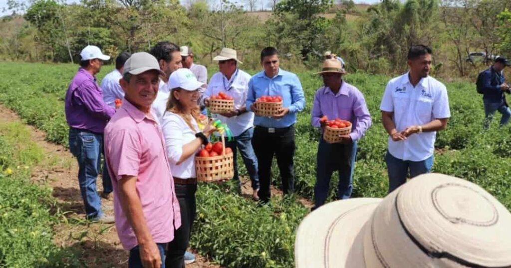 Idiap lanza tomates panameños más productivos y resilientes 4 nuevas variedades de tomate adaptadas al clima de Panamá