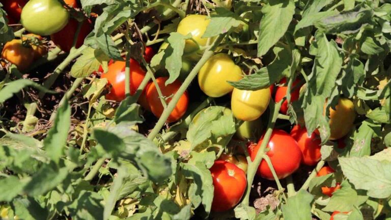 nuevas variedades de tomate adaptadas al clima de Panamá