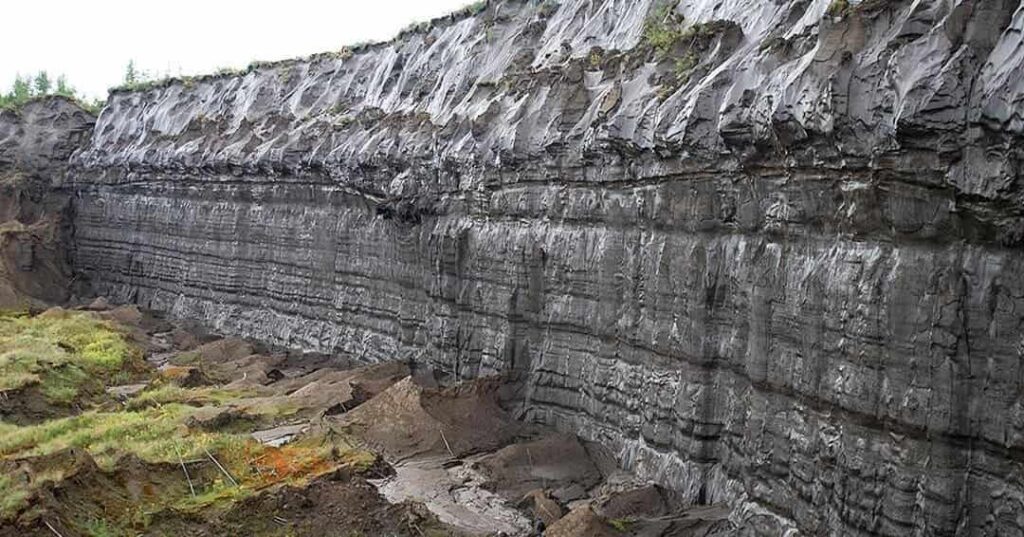 planta de 32.000 años revivida del permafrost siberiano