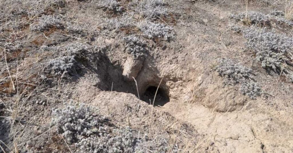 planta de 32.000 años revivida del permafrost siberiano