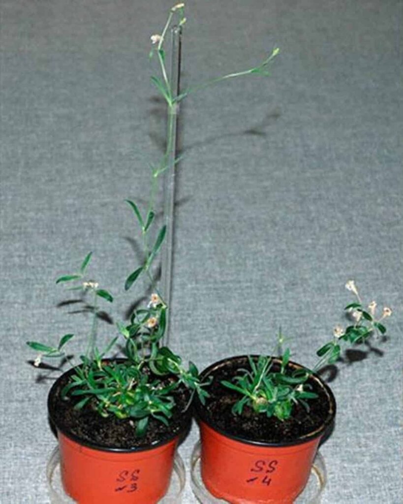 planta de 32.000 años revivida del permafrost siberiano