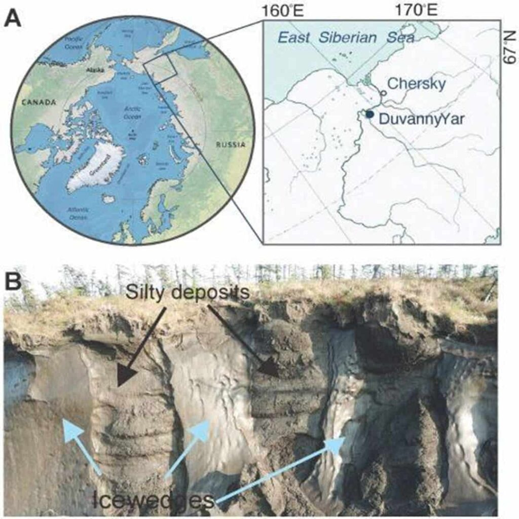 planta de 32.000 años revivida del permafrost siberiano