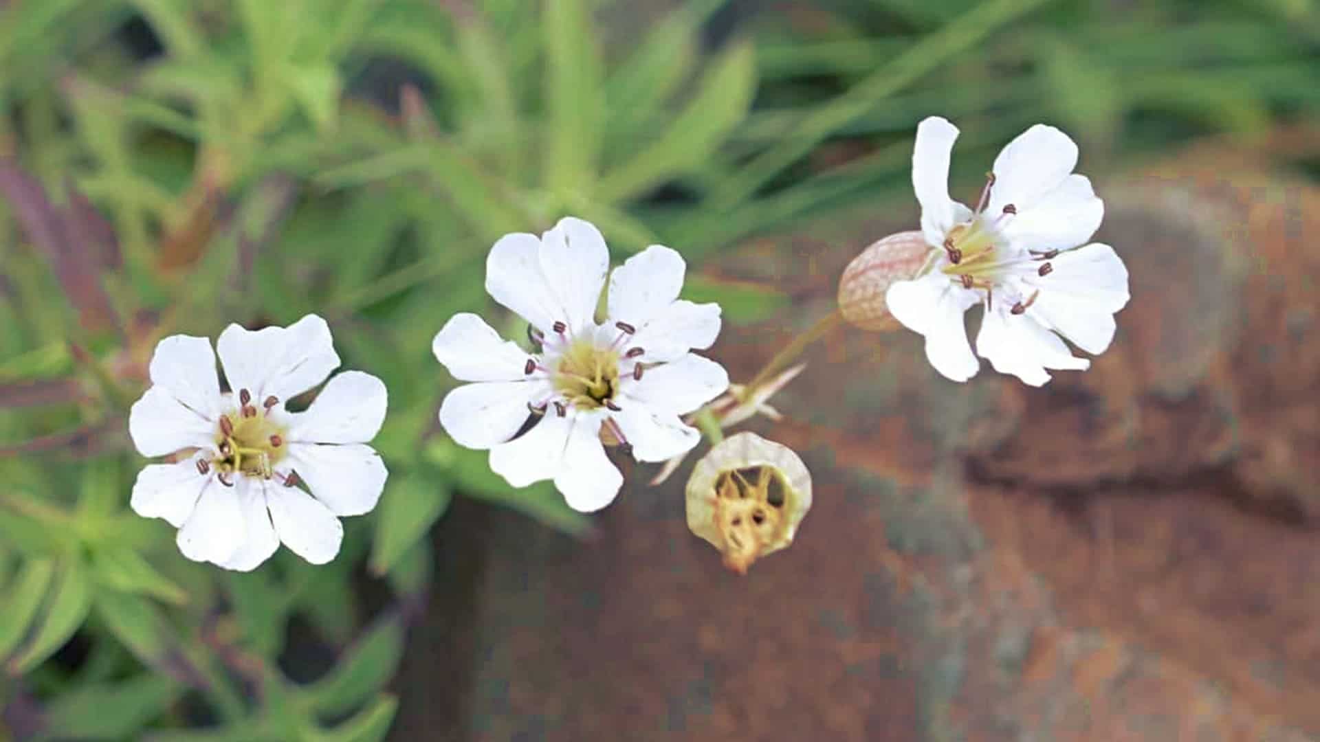 planta de 32.000 años revivida del permafrost siberiano