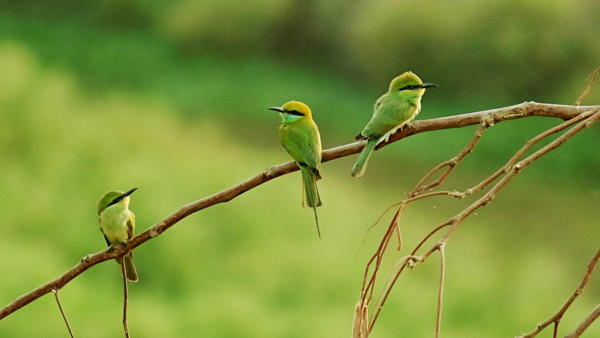 premios de fotografía Audubon 2026