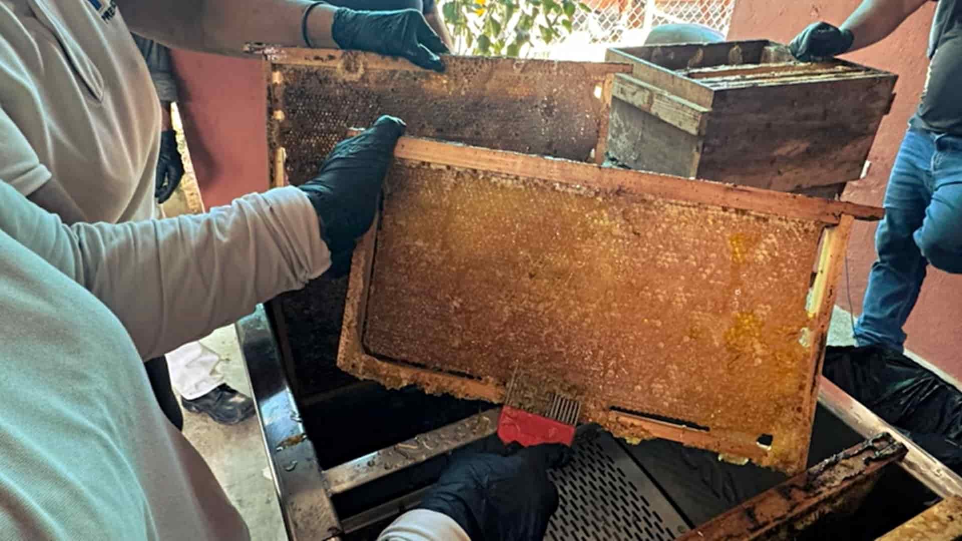 primera cosecha de miel de manglar en Panamá
