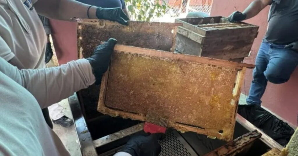 primera cosecha de miel de manglar en Panamá