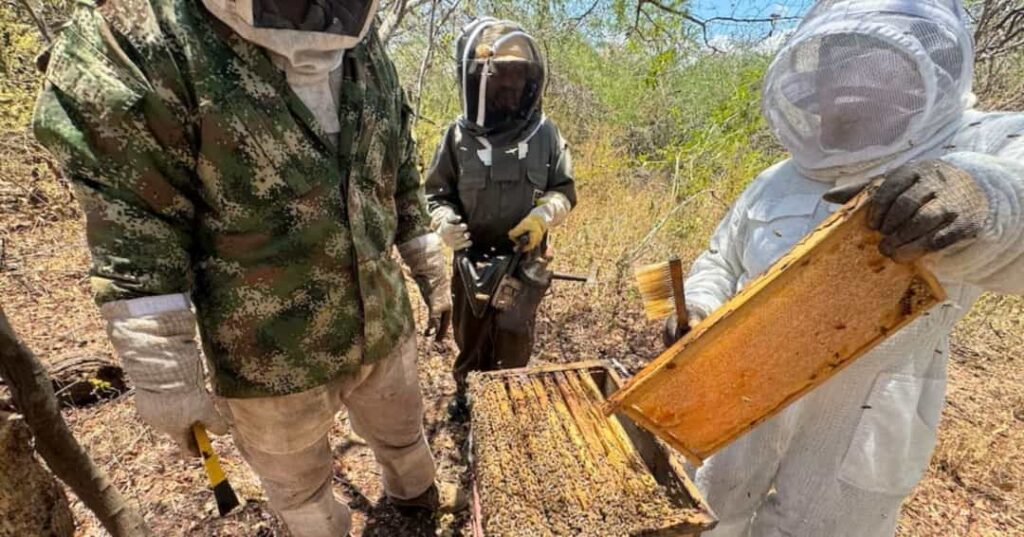 primera cosecha de miel de manglar en Panamá