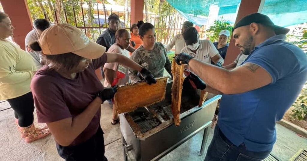 primera cosecha de miel de manglar en Panamá