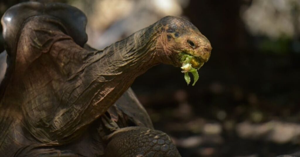 programa de reproducción en cautiverio de tortugas gigantes