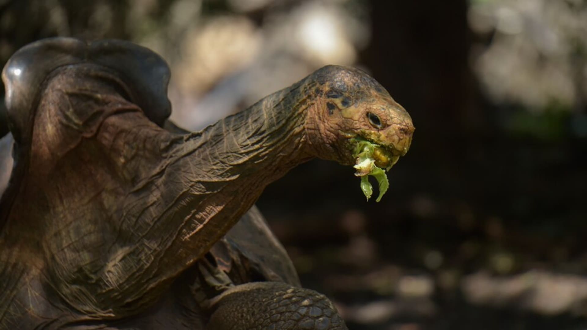 programa de reproducción en cautiverio de tortugas gigantes