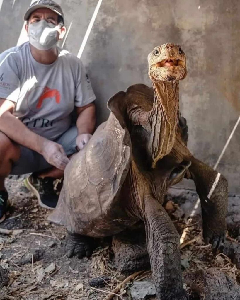 programa de reproducción en cautiverio de tortugas gigantes