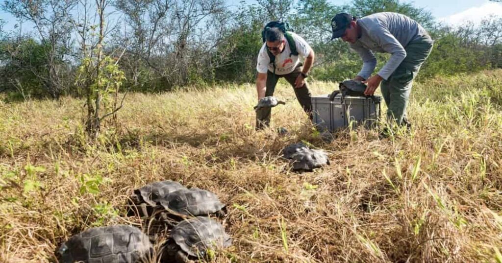 programa de reproducción en cautiverio de tortugas gigantes