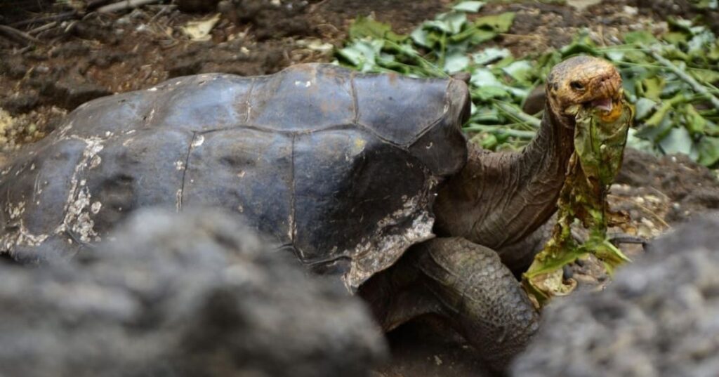 programa de reproducción en cautiverio de tortugas gigantes