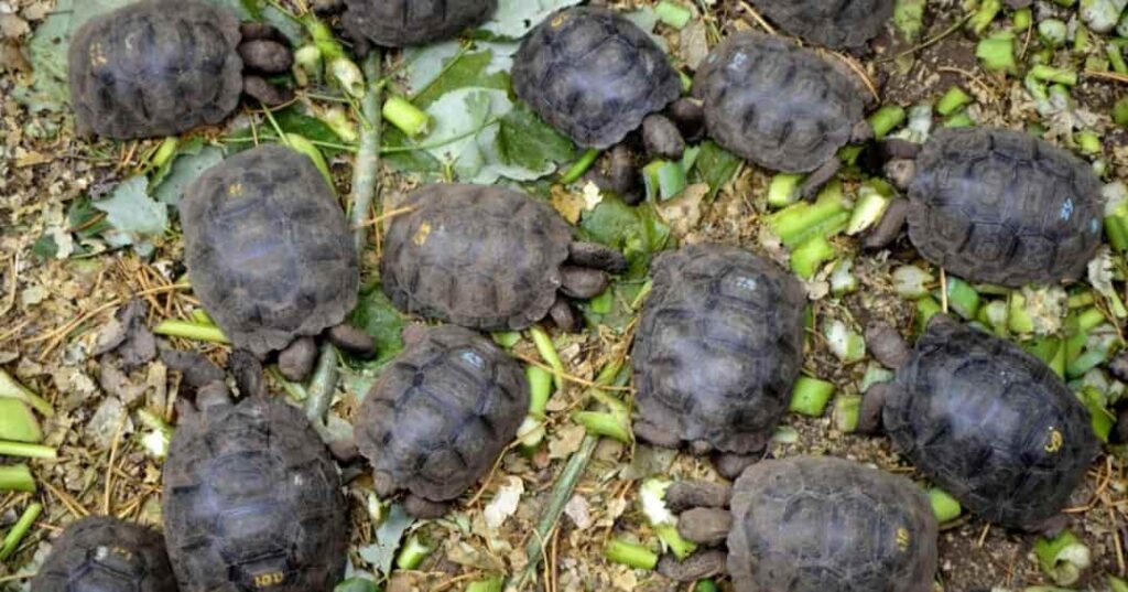 programa de reproducción en cautiverio de tortugas gigantes