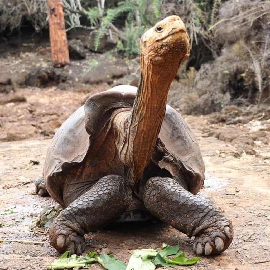 programa de reproducción en cautiverio de tortugas gigantes