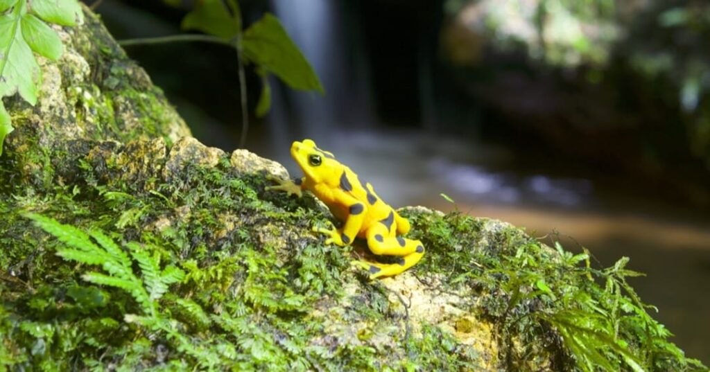 rana dorada de Panamá regresa a la naturaleza