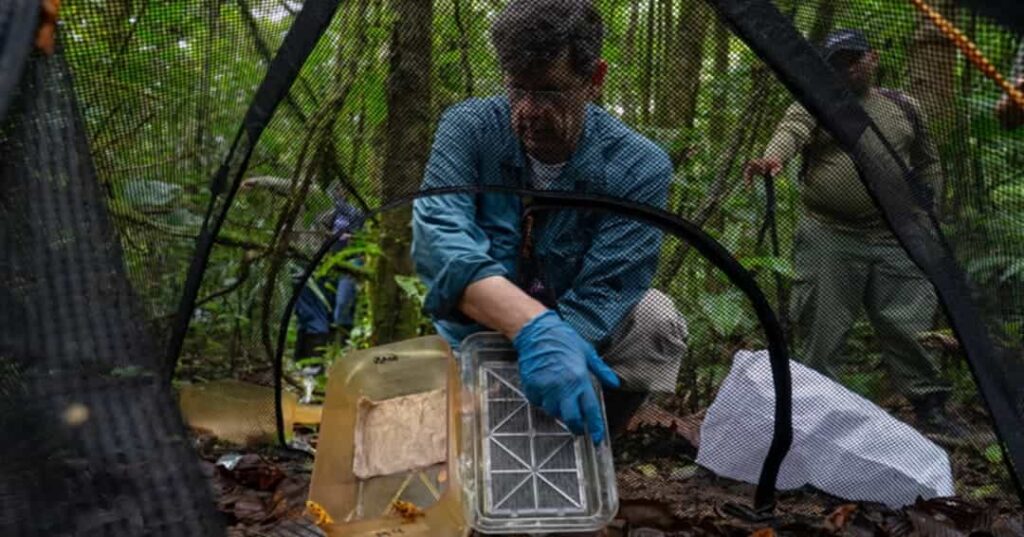 rana dorada de Panamá regresa a la naturaleza
