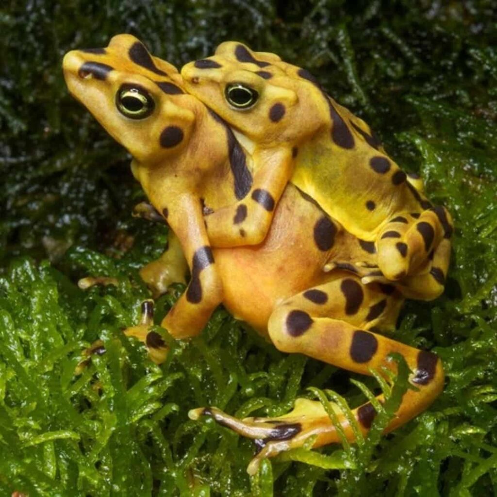 rana dorada de Panamá regresa a la naturaleza