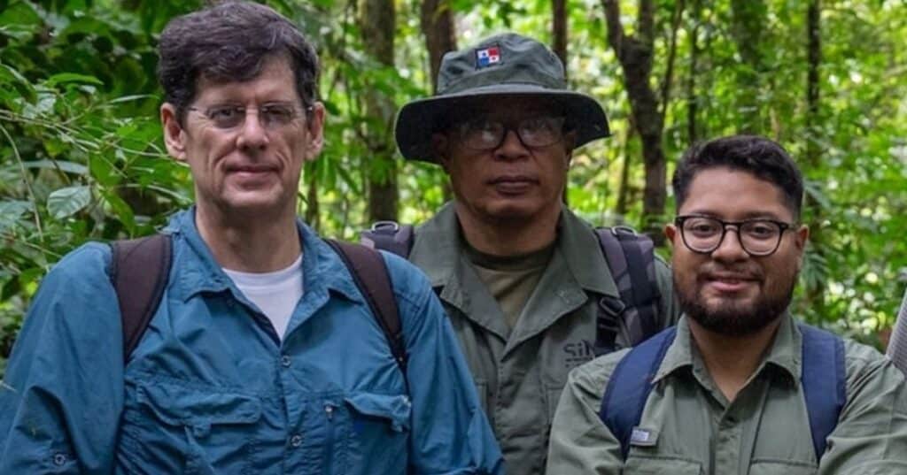 rana dorada de Panamá regresa a la naturaleza
