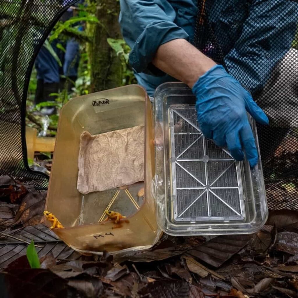 rana dorada de Panamá regresa a la naturaleza