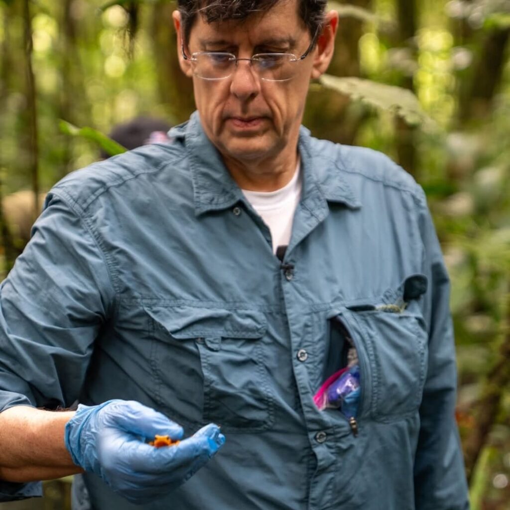 rana dorada de Panamá regresa a la naturaleza