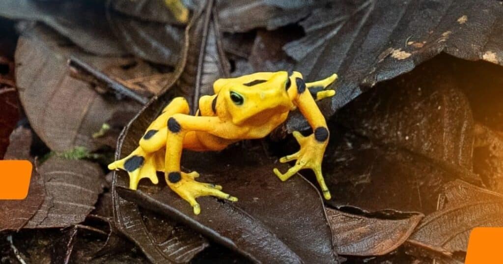 rana dorada de Panamá regresa a la naturaleza