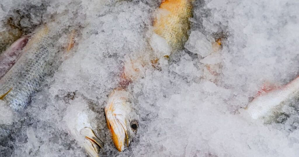 app guía semáforo MarViva