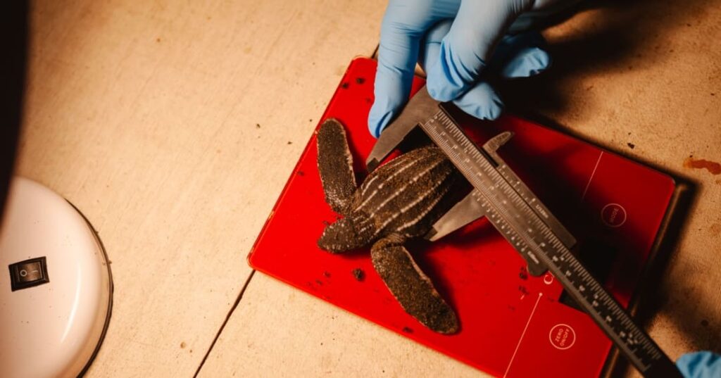 convocatoria donativos ambientales Ford 2026