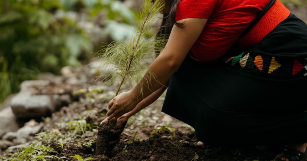 convocatoria donativos ambientales Ford 2026