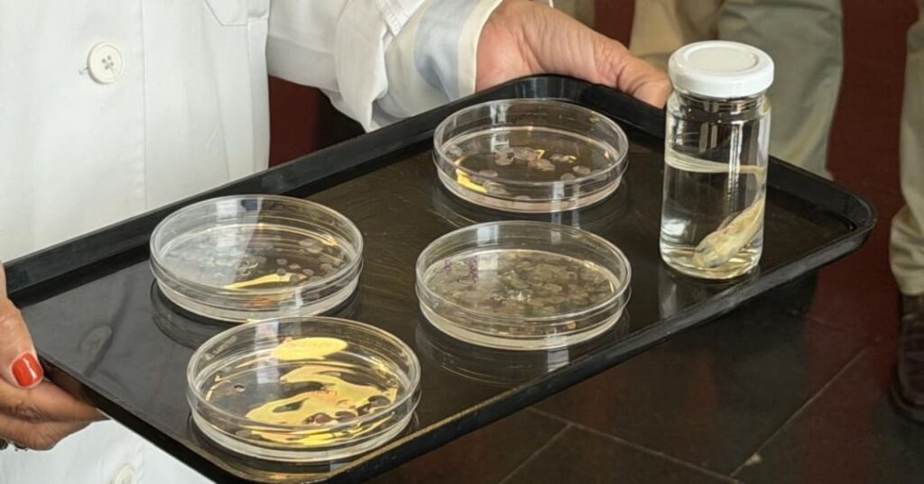 córnea artificial a base de escamas de peces