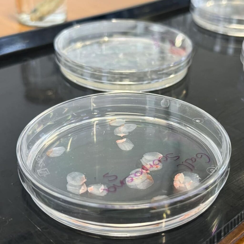 córnea artificial a base de escamas de peces