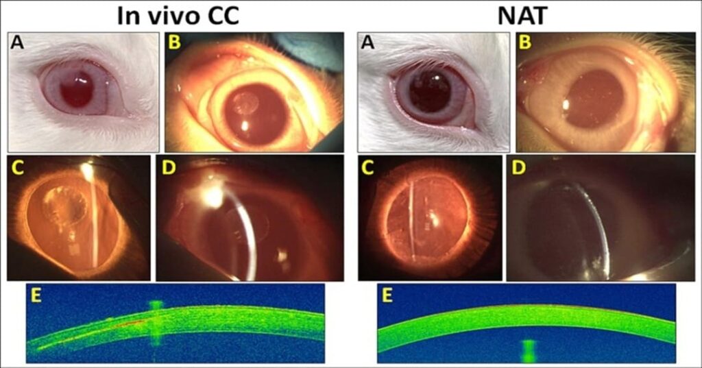 córnea artificial a base de escamas de peces