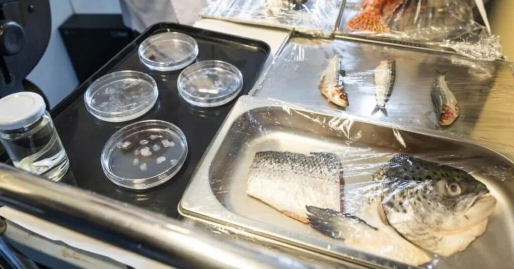 córnea artificial a base de escamas de peces