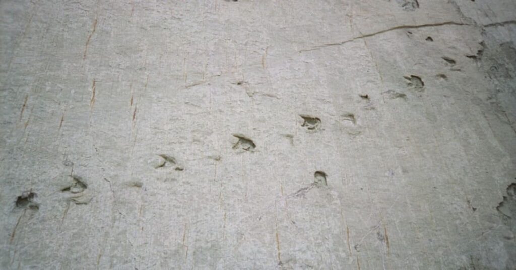 huellas de dinosaurios fosilizadas en Cal Orck'o