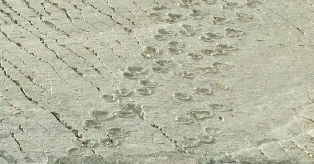 huellas de dinosaurios fosilizadas en Cal Orck'o
