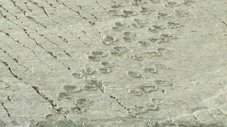huellas de dinosaurios fosilizadas en Cal Orck'o